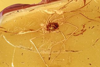 Fossil Daddy Long-Leg in Baltic Amber #278859