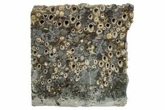 Polished Fossil Teredo (Shipworm Bored) Wood - England #279377