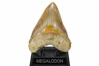 Serrated, Fossil Megalodon Tooth - Indonesia #279199