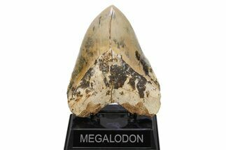 Serrated, Fossil Megalodon Tooth - Indonesia #279234