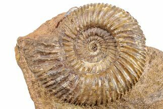Jurassic Ammonite (Parkinsonia) Fossil - Sengenthal, Germany #279278