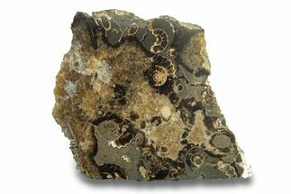 Polished Ammonite (Promicroceras) Slice - Marston Magna Marble #279449