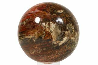 Massive, Petrified Wood (Araucaria) Sphere - lbs! #280468