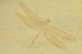Huge Fossil Dragonfly (Cymatophlebia) - Solnhofen Limestone #280408