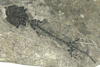 Early Permian Reptiliomorph (Discosauriscus) - Czech Republic #280842