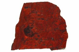 Polished Stromatolite (Collenia) Slab - Minnesota #281188