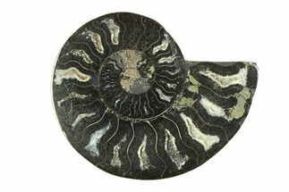 Cut & Polished Ammonite Fossil (Half) - Unusual Black Color #281293