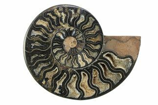 Cut & Polished Ammonite Fossil (Half) - Unusual Black Color #281440