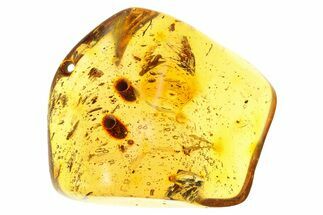 Polished Colombian Copal ( g) - Contains Flies and Beetles! #281473