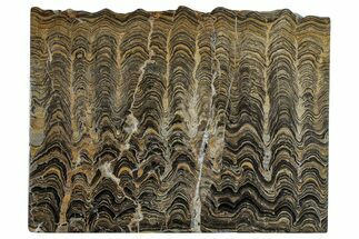 Polished Stromatolite (Greysonia) Slab - Bolivia #281565