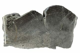 Pyritized, Polished Iguanodon Bone - Isle Of Wight #282141