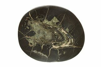 Polished Fish Coprolite (Fossil Poo) Nodule Half - Scotland #282309