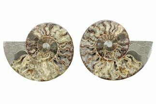 Cut & Polished, Crystal-Filled Ammonite Fossil - Madagascar #282591