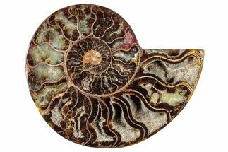 Cut & Polished Ammonite Fossil (Half) - Madagascar #282598