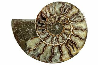 Cut & Polished Ammonite Fossil (Half) - Madagascar #282607