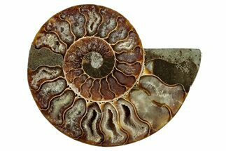 Cut & Polished Ammonite Fossil (Half) - Madagascar #282618