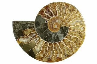 Cut & Polished Ammonite Fossil (Half) - Madagascar #282621