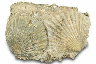 Fossil Pecten (Scallops) Cluster - Gironde, France #282693