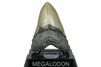 Serrated, Fossil Megalodon Tooth - North Carolina #275540