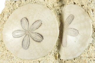 Two Fossil Sand Dollars - France #282927
