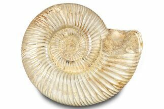 Polished Jurassic Ammonite (Perisphinctes) - Madagascar #283205