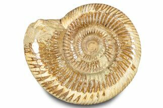 Polished Jurassic Ammonite (Kranosphinctes) - Madagascar #283213