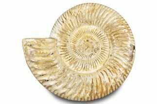 Polished Jurassic Ammonite (Kranosphinctes) - Madagascar #283221