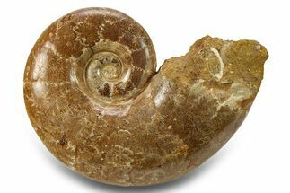 Jurassic Ammonite (Lobolytoceras) Fossil - Madagascar #283546