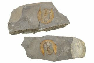 Large Declivolithus Trilobite (Pos/Neg) - Mecissi, Morocco #283762