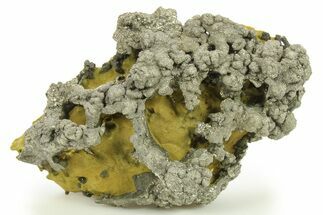 Golden Pyrite on Limonite Clay - Pakistan #283732