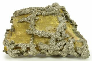 Golden Pyrite on Limonite Clay - Pakistan #283739