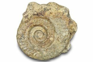 Jurassic Ammonite (Hildoceras) Fossil - England #284032