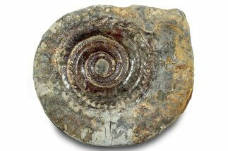 Jurassic Ammonite (Hildoceras) Fossil - England #284053