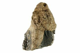 Fossil Dinosaur (Triceratops) Shed Tooth - Montana #284120