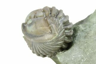 Wide, Enrolled Flexicalymene Trilobite - Indiana #284154