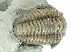 Flexicalymene Trilobite Fossil - Indiana #284156