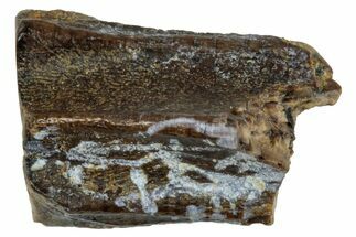 Fossil Hadrosaur (Edmontosaurus) Shed Tooth - Wyoming #284145