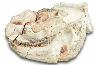 Fossil Oreodont (Leptauchenia) Partial Skull - South Dakota #284207