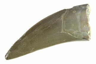 Serrated, Triassic Reptile (Postosuchus?) Tooth - Arizona #284242