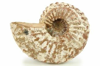 Unusual Cretaceous Ammonite (Menabites) Fossil - Texas #284453