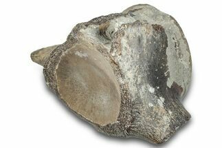 Fossil Mosasaur (Clidastes) Caudal Vertebra - Texas #284471