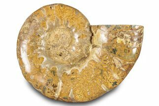 Jurassic Ammonite (Euaspidoceras) Fossil - Madagascar #283379