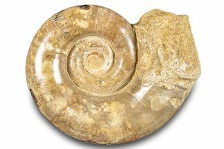 Jurassic Ammonite (Hemilytoceras) Fossil - Madagascar #283466