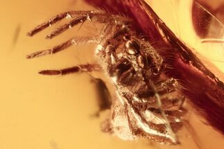 Fossil Jumping Spider (Salticidae) In Baltic Amber - Rare #284550