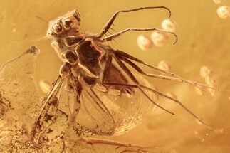 Detailed Fossil Fly (Dolichopodidae) in Baltic Amber #284553