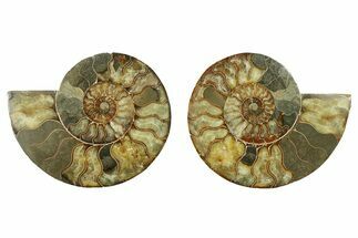 Very Large Cut & Polished Ammonite Fossil - Madagasar #283295