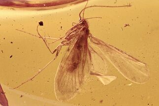 Detailed Fossil Caddisfly (Trichoptera) In Baltic Amber #284579