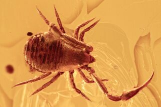 Detailed Fossil Pseudoscorpion (Geogarypidae) In Baltic Amber #284582