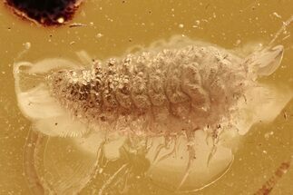 Detailed Fossil Spiny Fly Larva (Brachycera) In Baltic Amber #284589