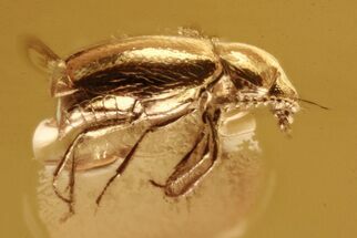 Tiny Fossil Ant-Like Stone Beetle (Eutheia) in Baltic Amber #284605